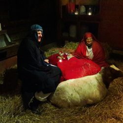 Kerststal 2016 bij de dierenweide